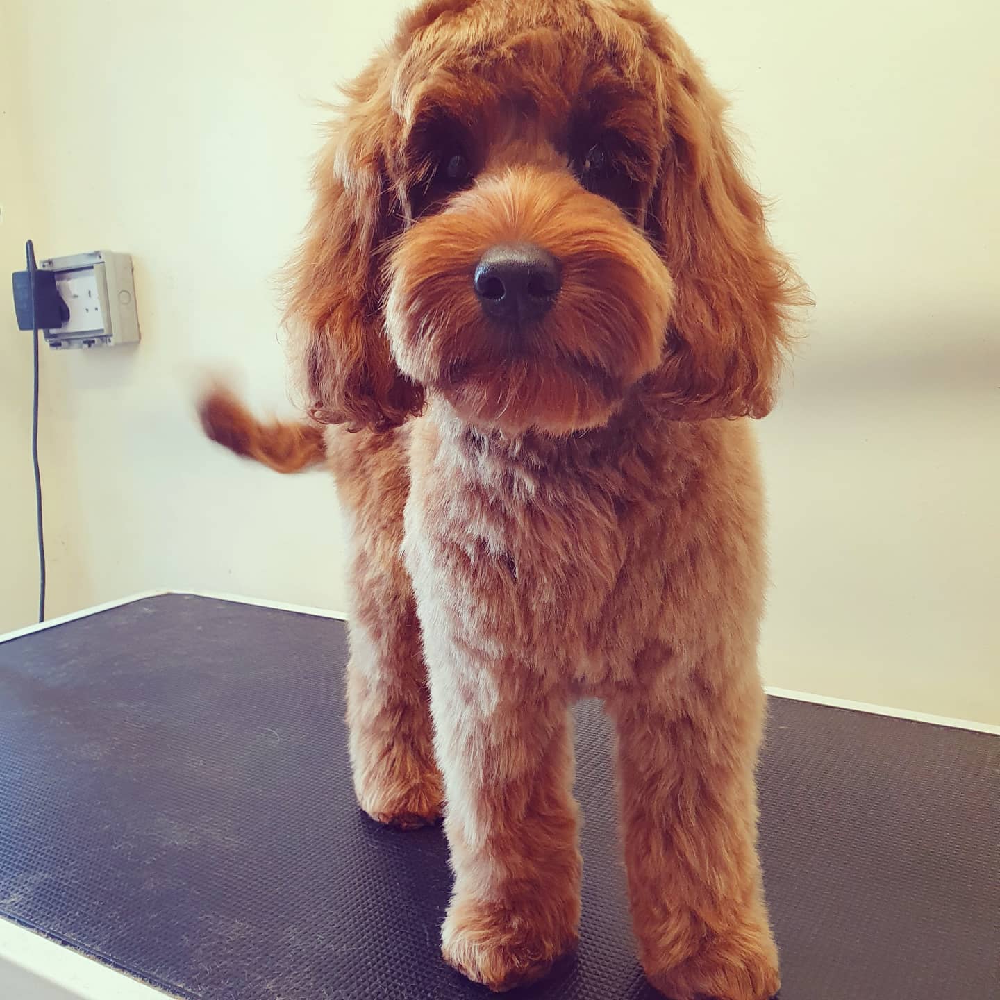 worthing dog groomer - buddy - cockerpoo